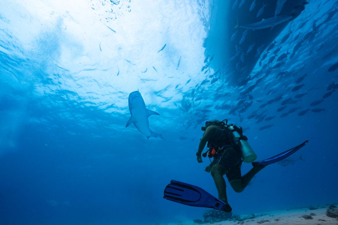 A scuba diver in open water with a shark passing close by.